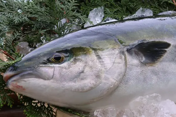 愛媛県宇和海産　養殖ブリ　丸ごと１本　約3.5kg～4㎏(未処理)　神経〆　ブリしゃぶ　お刺身　ブリ照り　ブリトロ
