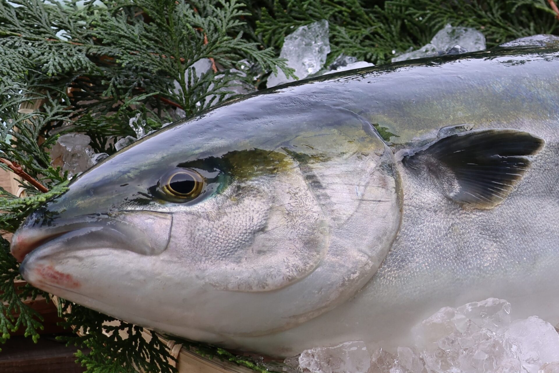 愛媛県宇和海産　養殖ブリ　丸ごと１本　約４kg前後(未処理)　神経〆　ブリしゃぶ　お刺身　ブリ照り　ブリトロ