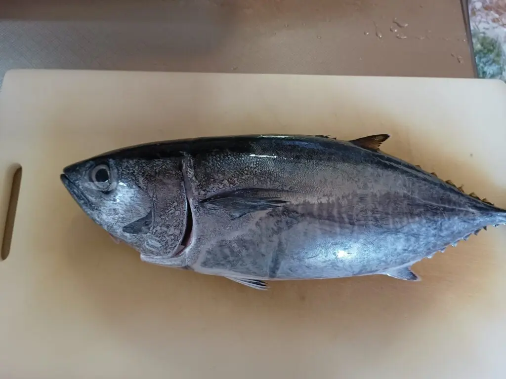 魚 よこ わ