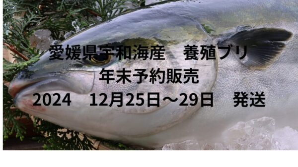 愛媛県宇和海産　養殖ブリ(原体　未処理)　年末予約販売　12月25日～29日発送