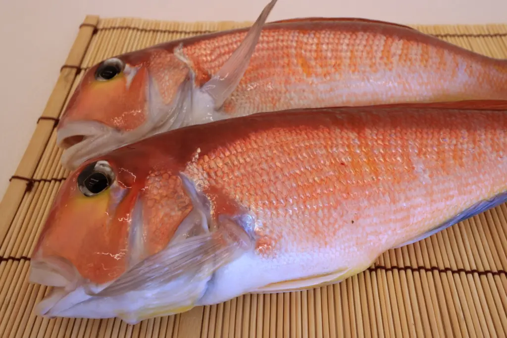 愛媛：宇和海で獲れる甘鯛の魅力！ | 宇都宮商店