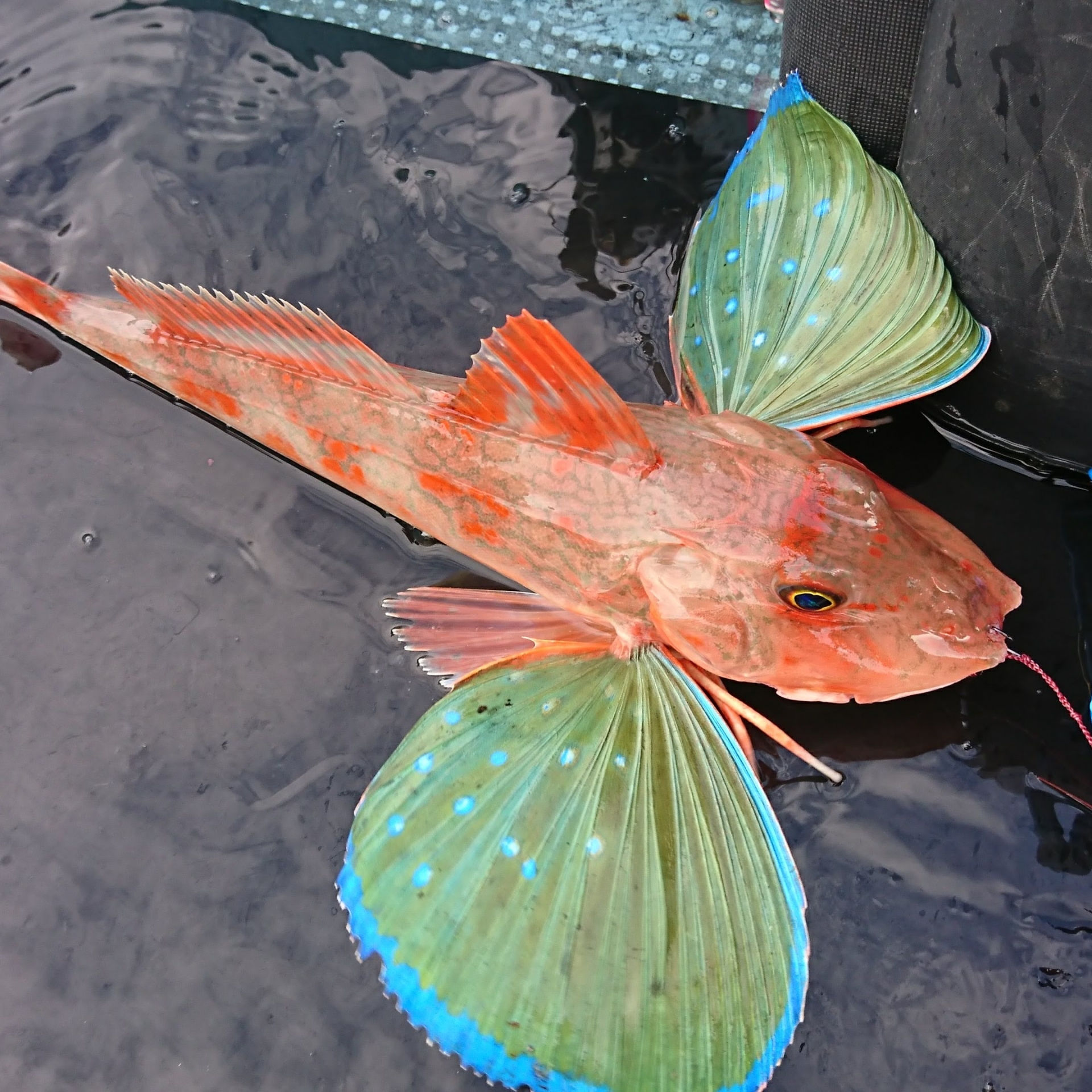 愛媛八幡浜の海で獲れるホウボウの魅力！