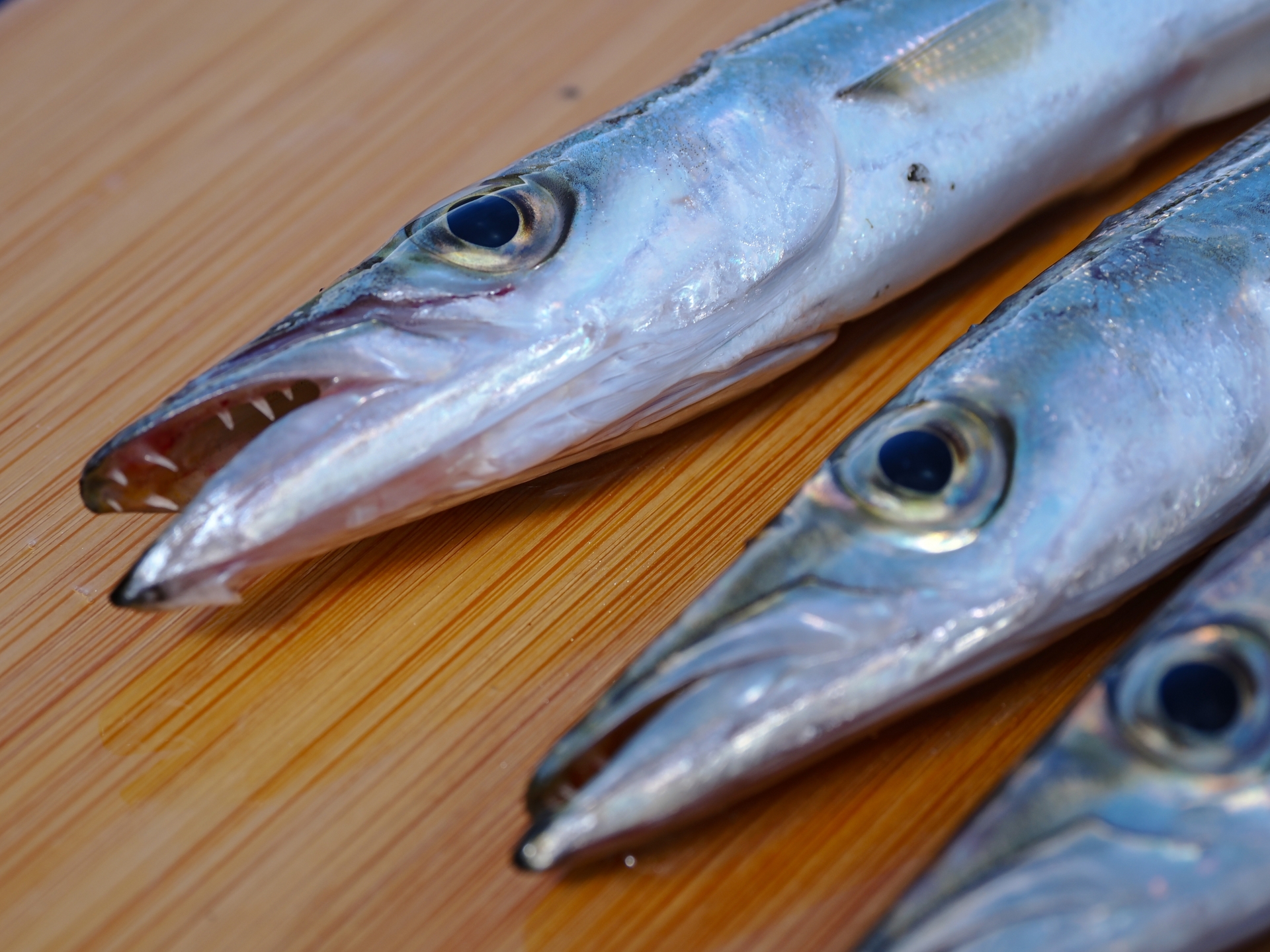 カマスってどんな魚?味・旬・おすすめレシピを徹底解説! | 宇都宮商店