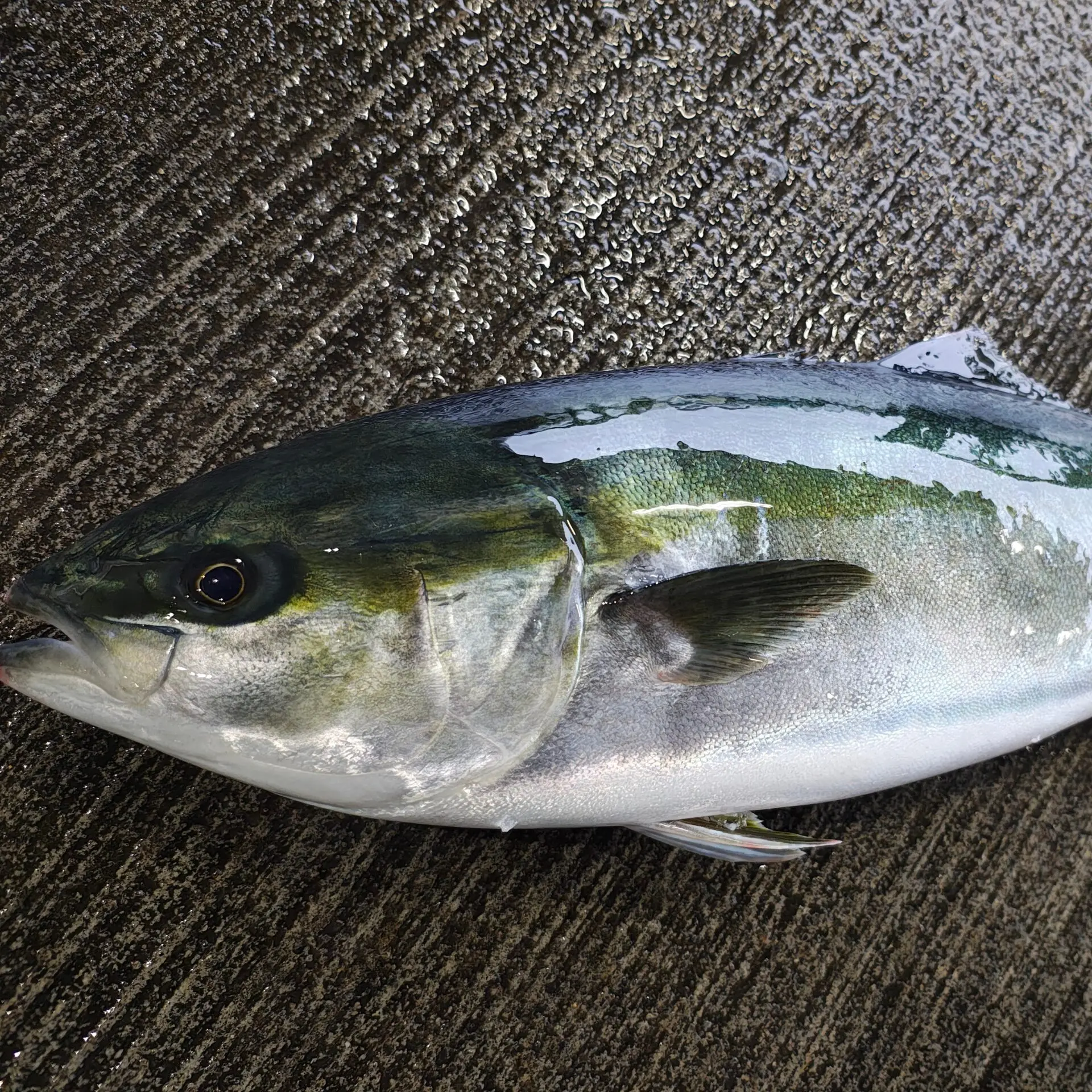 愛媛県宇和海産 養殖ブリフィーレ 片身 原体約3.5kg～4㎏ 調理