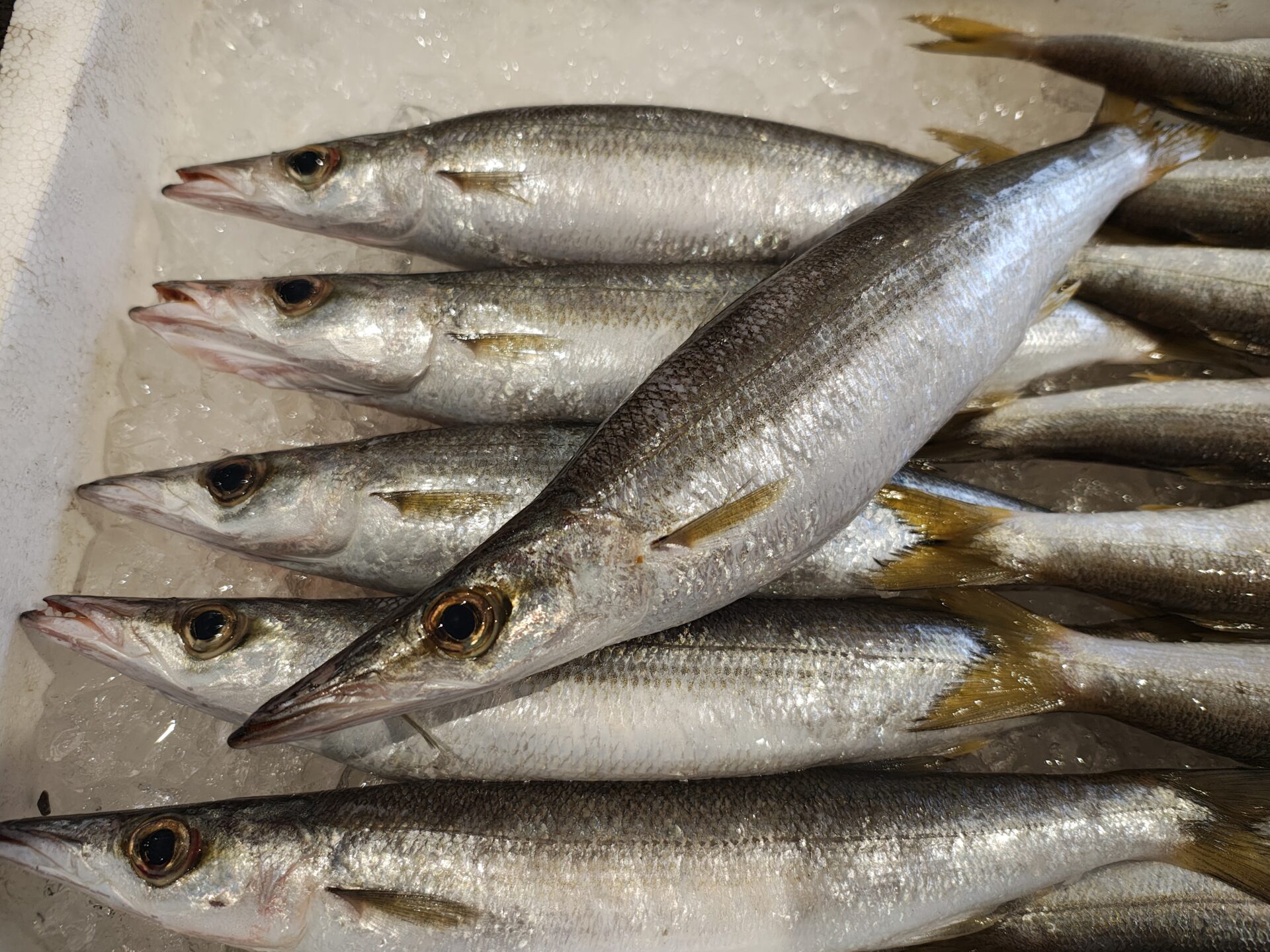 カマスってどんな魚？味・旬・おすすめレシピを徹底解説！