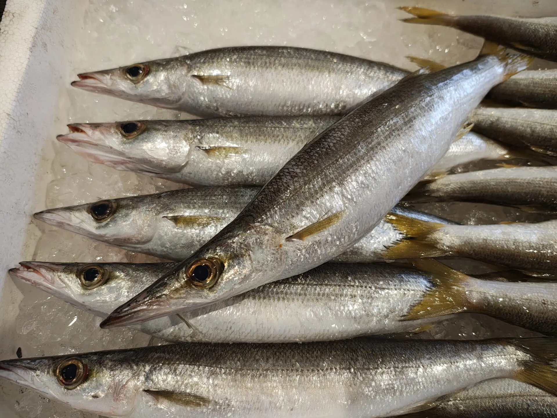 カマスってどんな魚？味・旬・おすすめレシピを徹底解説！