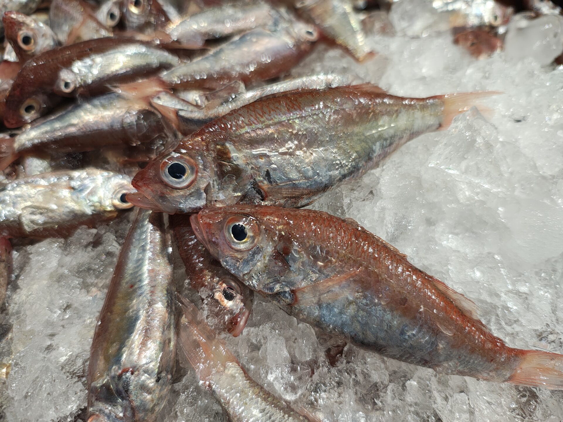 ホタルジャコとは？愛媛県南予のじゃこ天を支える“幻の高級魚”