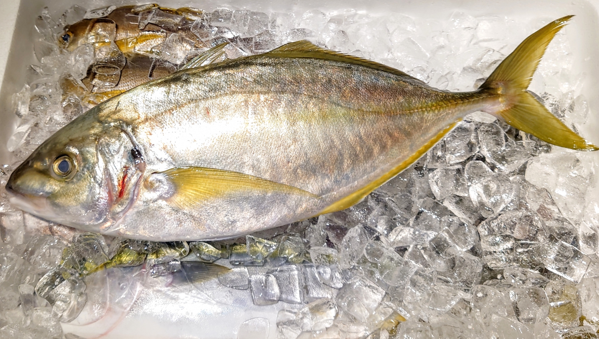 まだ知らないの？愛媛県から届く絶品“養殖シマアジ”
