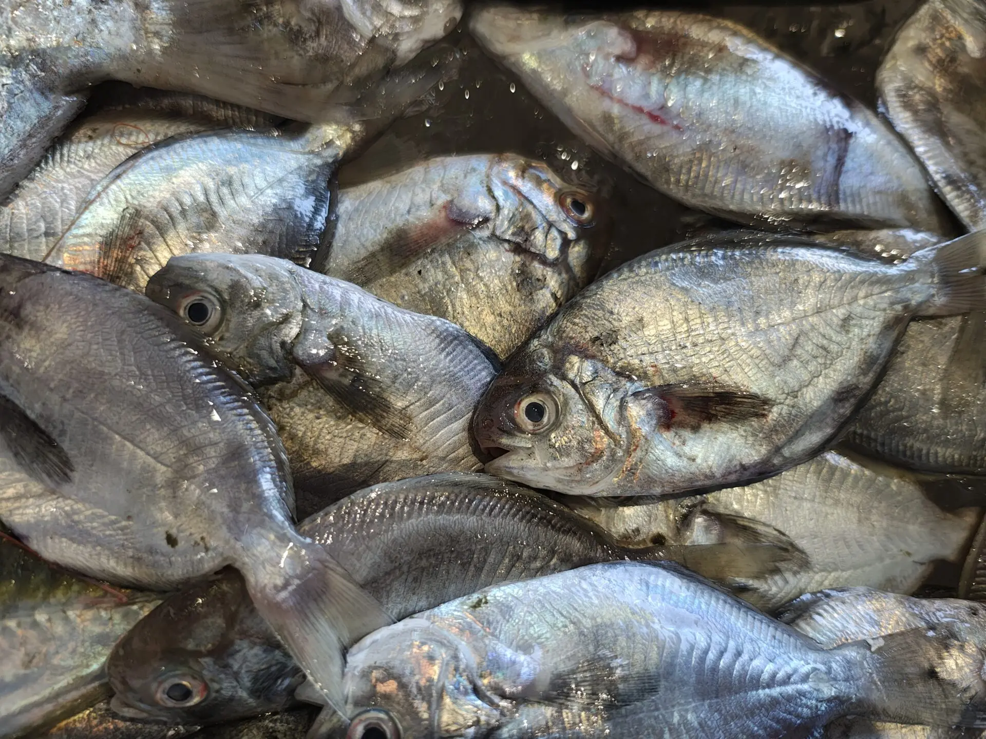 エボダイってどんな魚？味・旬・おすすめの食べ方！