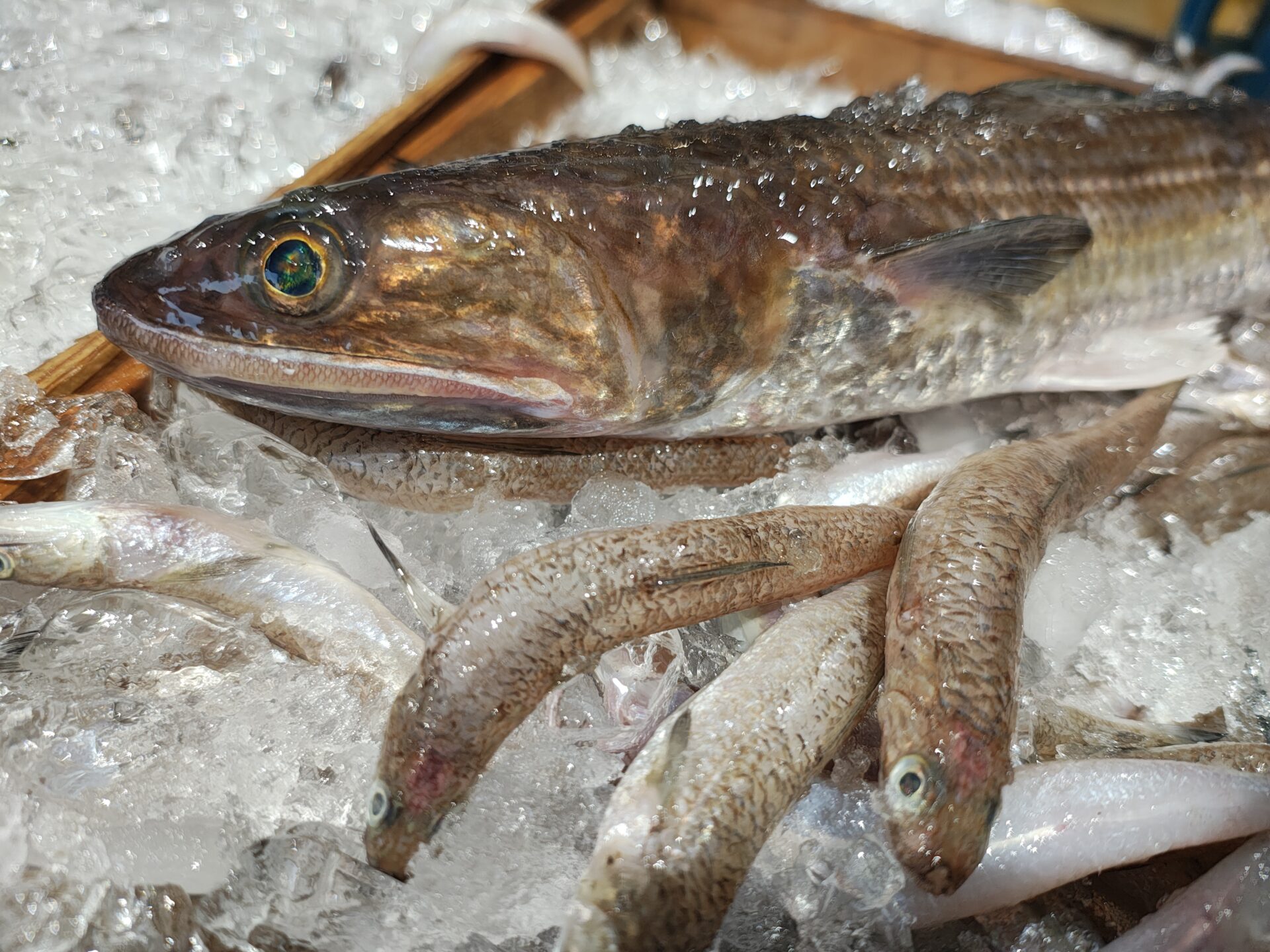 ボラメ（エソ）ってどんな魚？気になる味や食べ方！