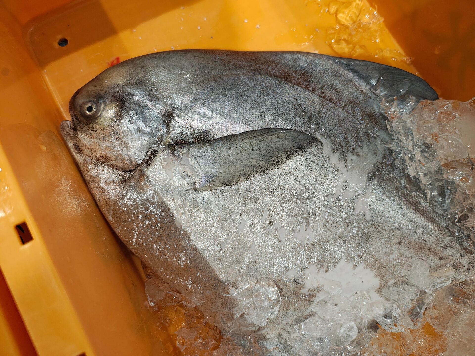 高級魚マナガツオの魅力とは？味・値段・食べ方を紹介！
