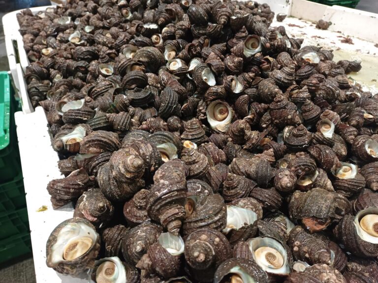 サザエってどんな貝?味・旬・栄養・レシピをわかりやすく解説! | 宇都宮商店