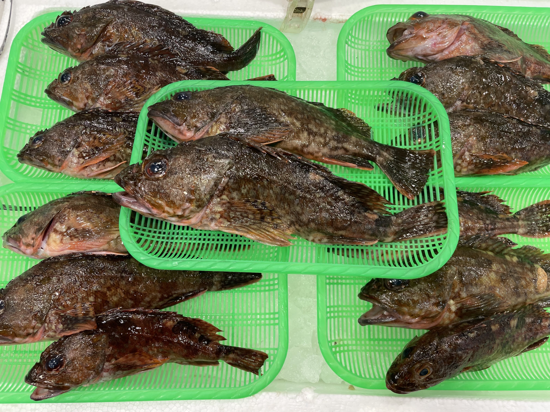 ホゴ（カサゴ）の特徴と食べ方｜旬・簡単レシピ