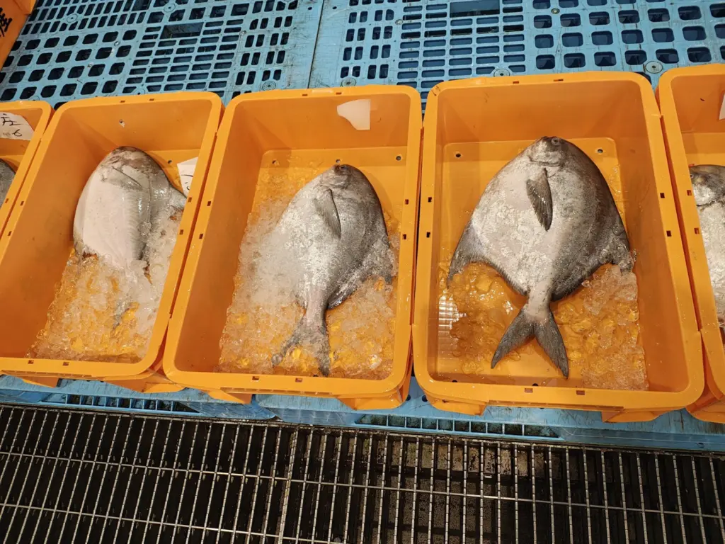 幻の超高級魚愛媛県産マナガツオ！！ 中国による禁輸措置で超高級魚マナガツオが余っています！｜高知