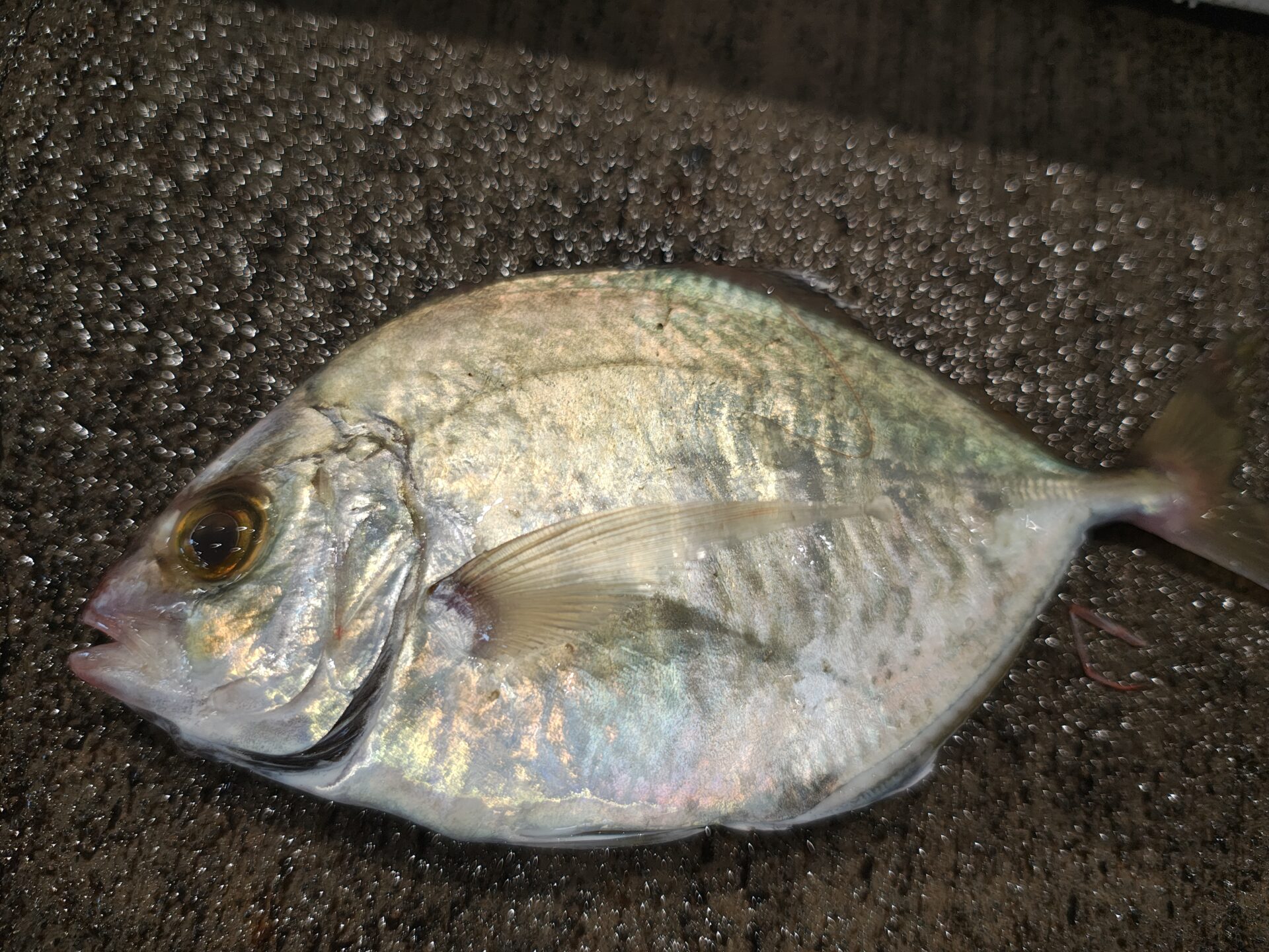 知る人ぞ知る美味魚！「カイワリ」ってどんな魚？初心者ガイド