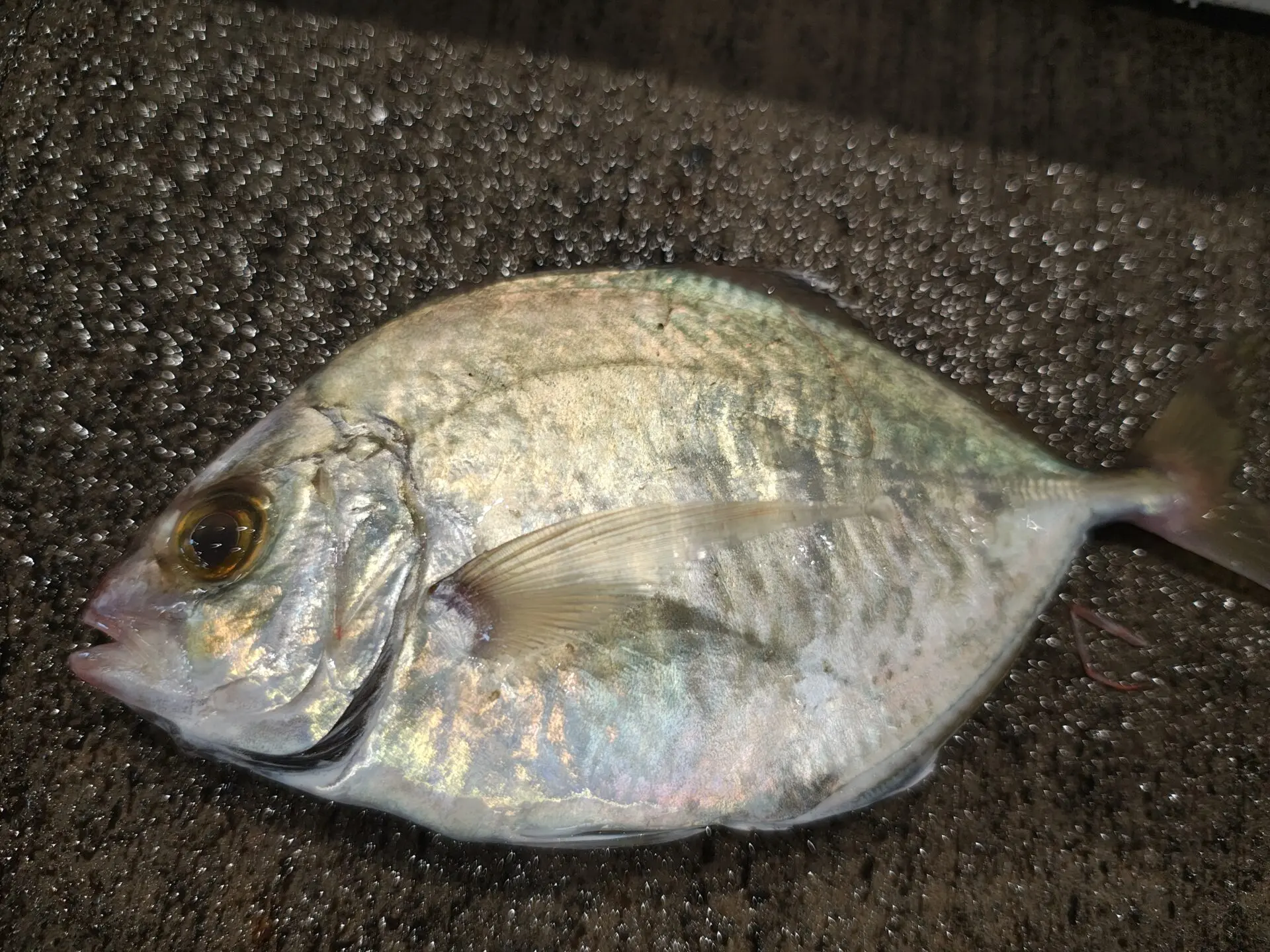 知る人ぞ知る美味魚！「カイワリ」ってどんな魚？初心者ガイド