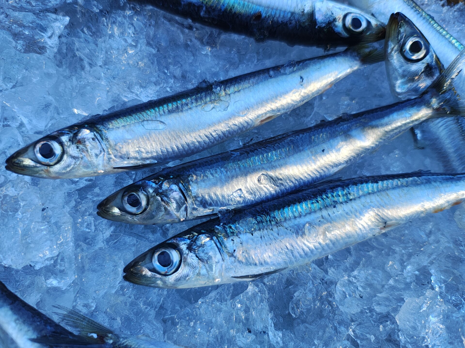 うるめいわしってどんな魚？旬・栄養・おすすめレシピ