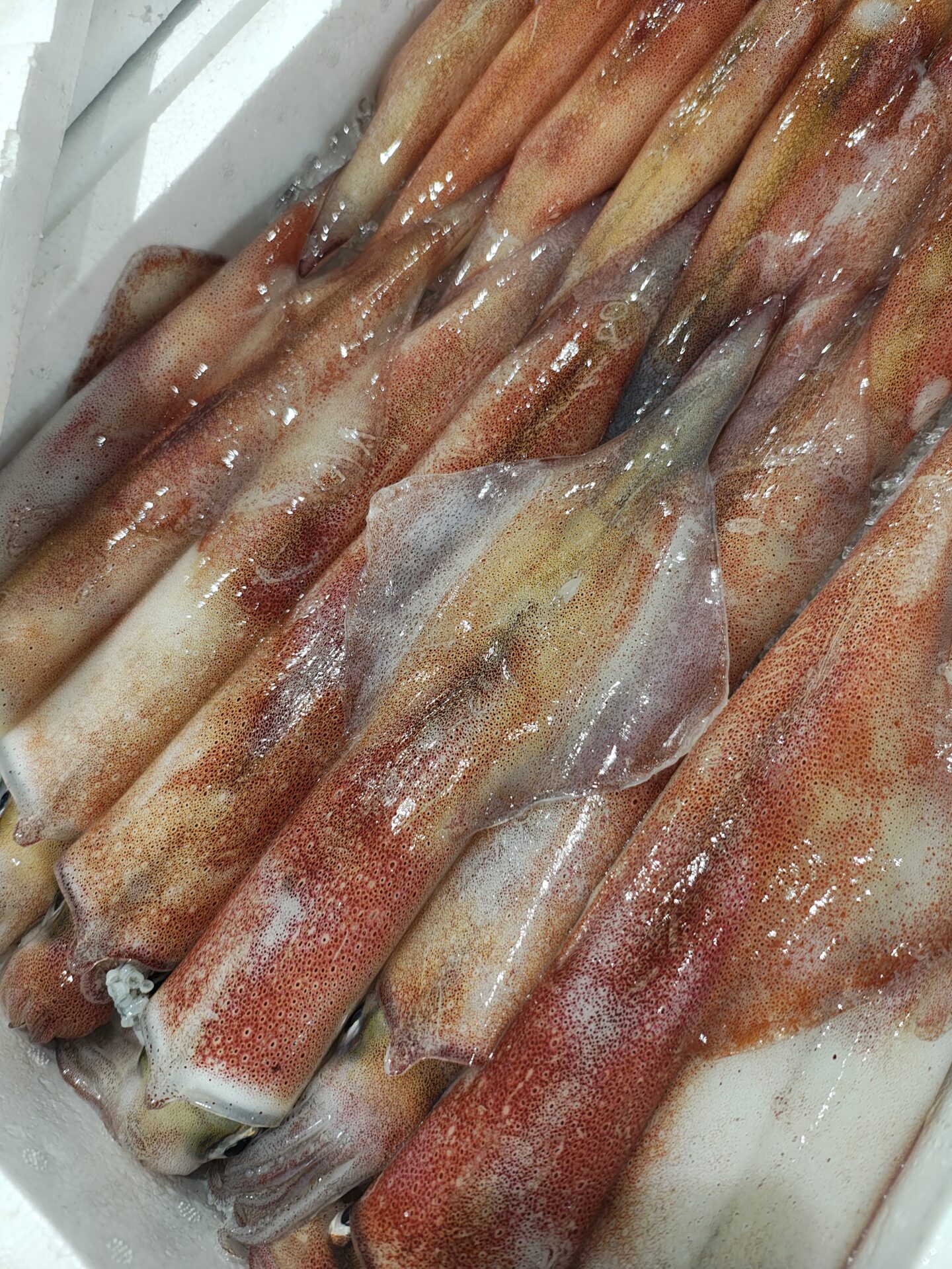 ケンサキイカってどんなイカ？特徴・旬・食べ方まとめ