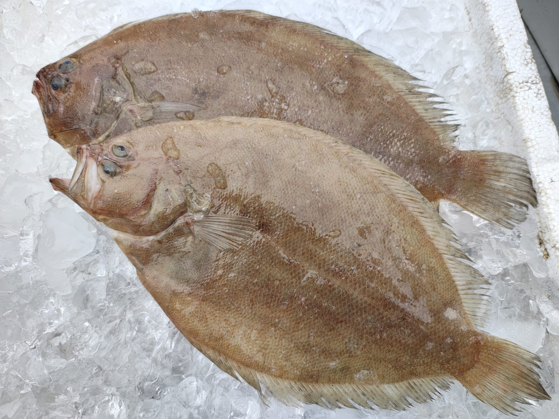 ガンゾウヒラメはどんな魚？ヒラメとの違いや食べ方まとめ