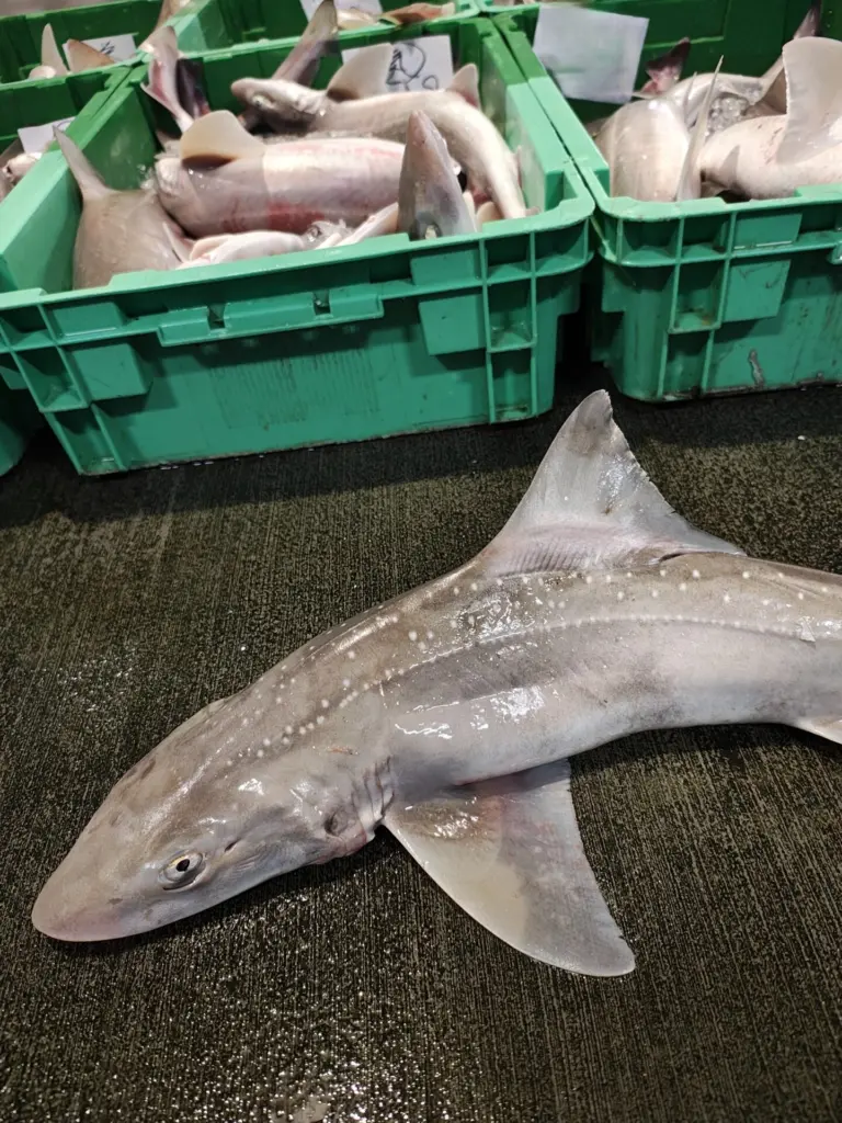 星の名を持つサメ ― ホシザメの魅力とおいしさ | 宇都宮商店