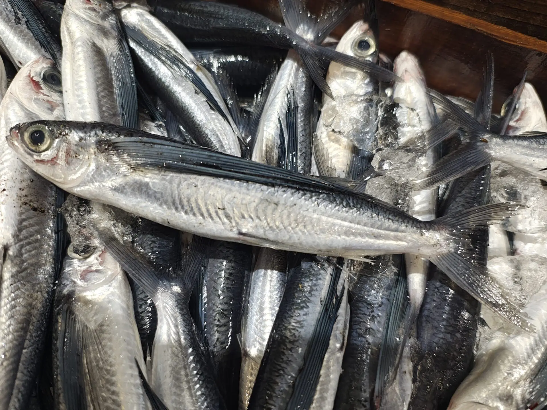 新品　ガラム220 トビウオ トビウオとは？美しい“海の翼”の正体｜旬・味・飛ぶ理由を徹底解説