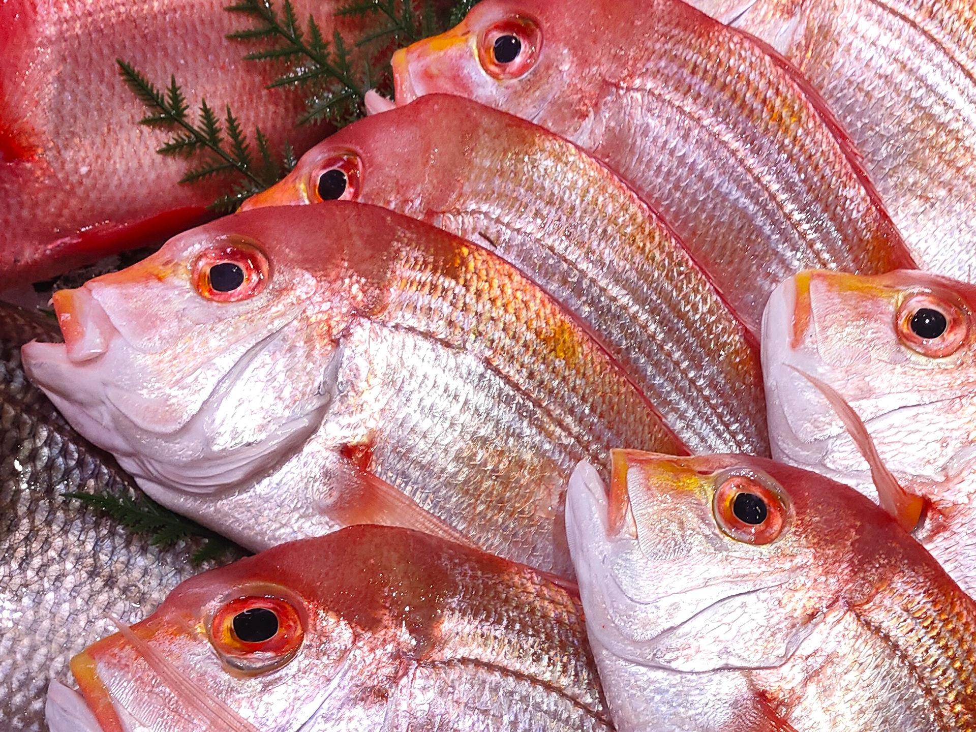 レンコ鯛ってどんな魚？味・旬・簡単レシピまでやさしく解説