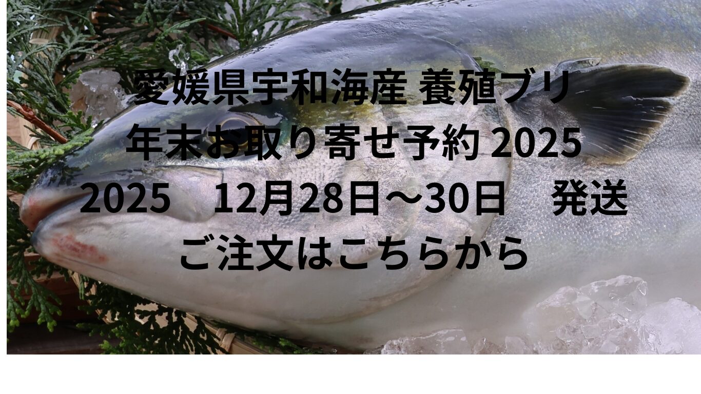 愛媛県宇和海産 養殖ブリ｜年末お取り寄せ予約 2025