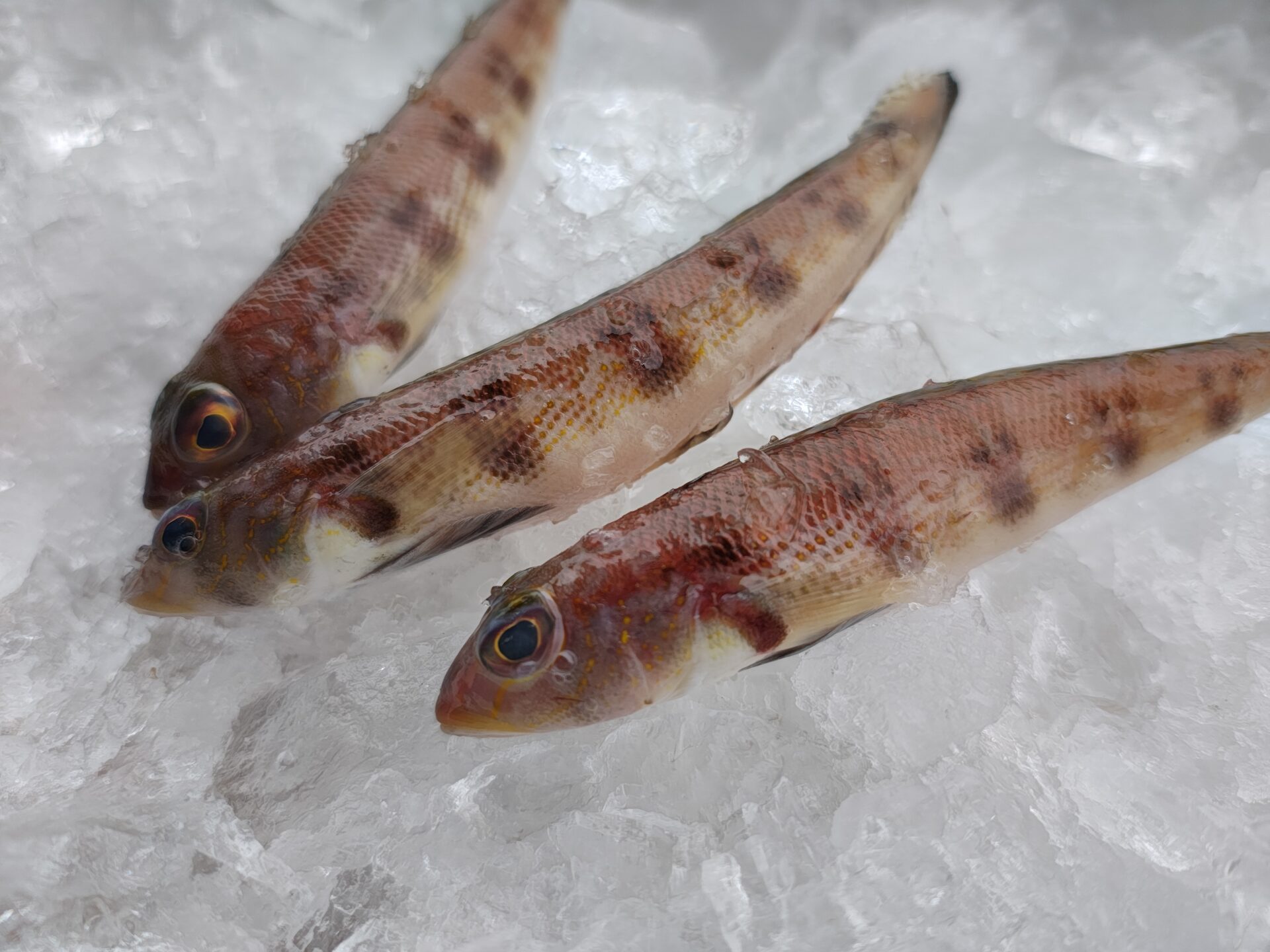 小さくても旨い！トラハゼの旬とおいしい食べ方｜淡白で上品な味わいを堪能