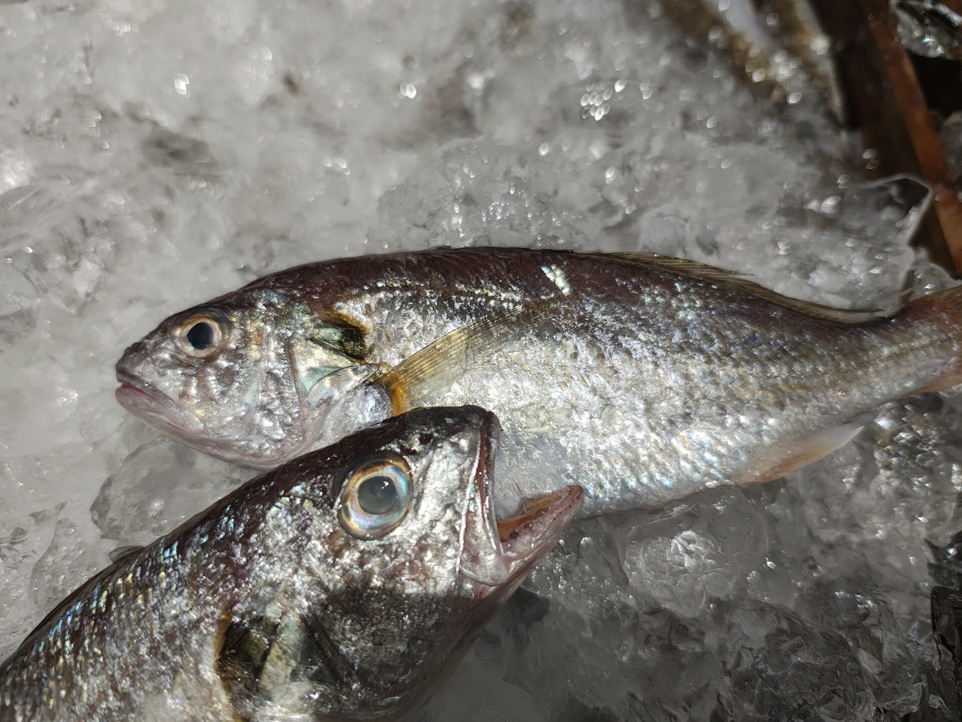 シログチとは？味・旬・おすすめ料理を初心者向けにわかりやすく解説